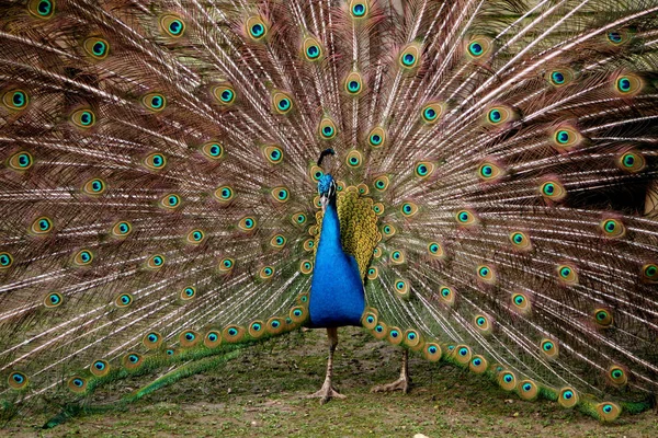 Aussichtsreiche Aussicht Auf Schöne Vögel Der Natur — Stockfoto