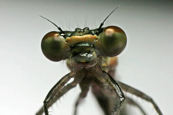 トンボの昆虫と自然と昆虫学 — ストック写真