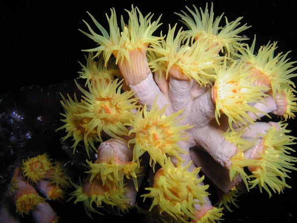 Coral Amarelo Copo Tubastrea — Fotografia de Stock