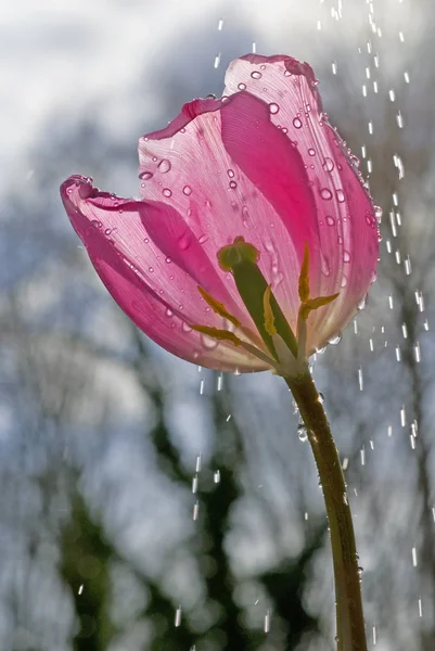 Malerischer Blick Auf Schöne Tulpenblume — Stockfoto