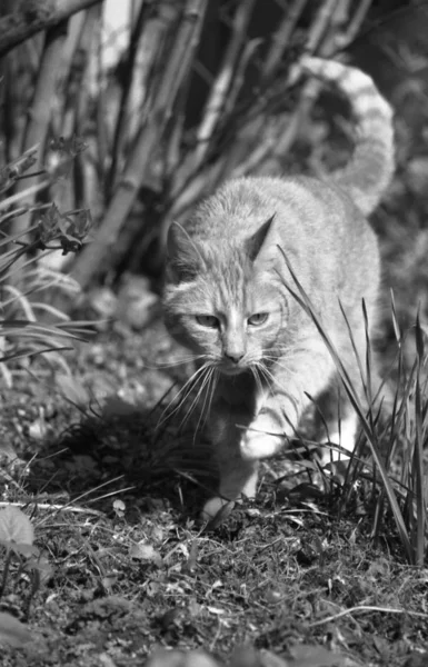 Gato Espirra Através Arbustos — Fotografia de Stock