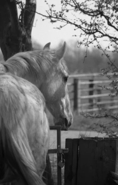 Wit Paard Paardachtige — Stockfoto