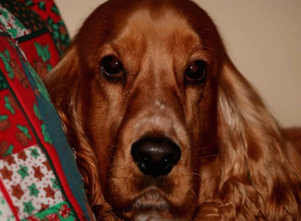 Dog Breed Dachshund Red Background — Stock Photo, Image