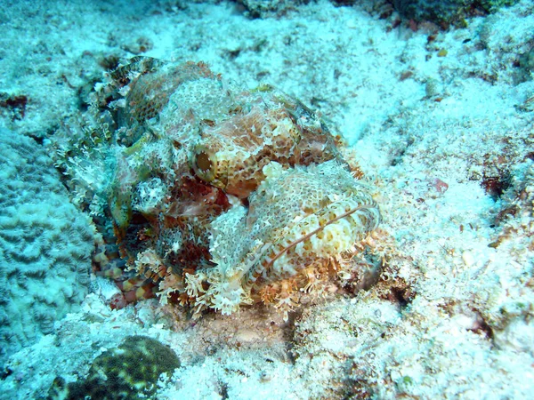 Szenischer Blick Auf Die Unterwasserwelt — Stockfoto