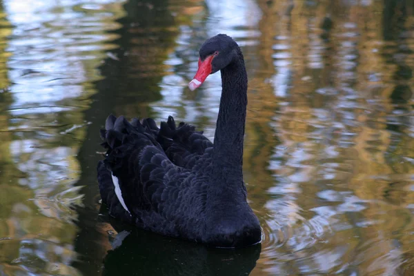 Vue Panoramique Cygne Majestueux Nature — Photo