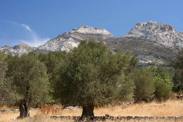 肉桂上的橄榄树 — 图库照片