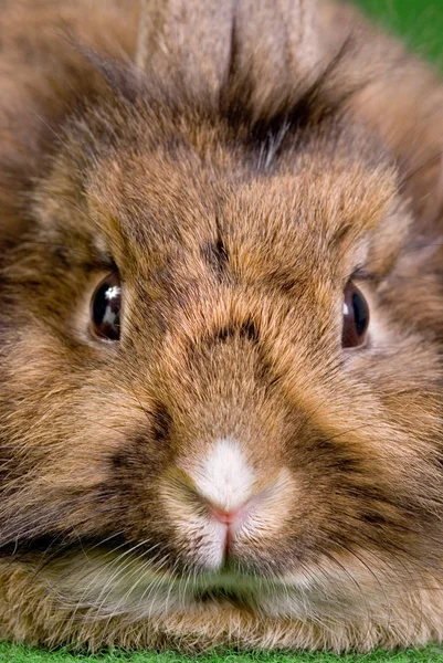 Cute Bunny Closeup Shot — Stock Photo, Image