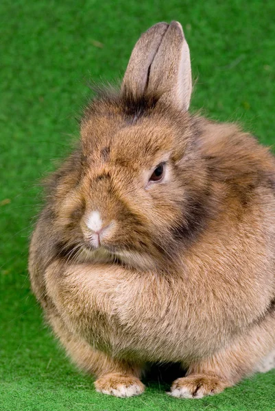 Animales Diferentes Enfoque Selectivo —  Fotos de Stock