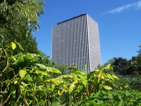 Torre Oficinas Detrás Las Plantas Bananeras — Foto de Stock