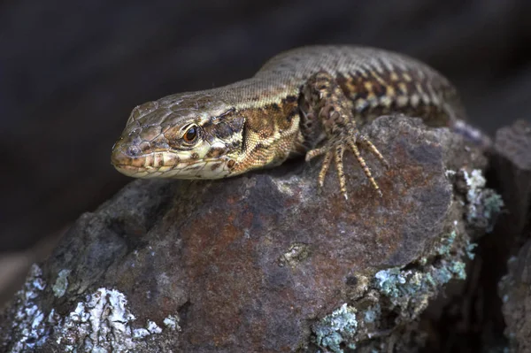 Perto Lagarto Habitat Conceito Selvageria — Fotografia de Stock