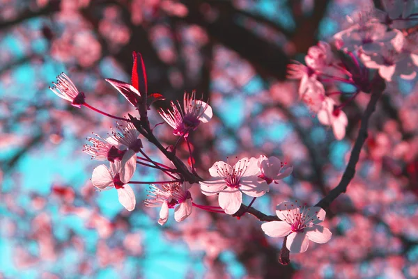 自然树 樱桃树 — 图库照片