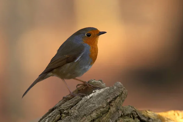 自然の中で美しいロビンの鳥の風景 — ストック写真