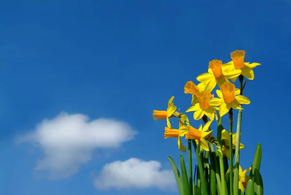 Narcisy Narcis Jarní Květ — Stock fotografie