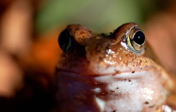 Animal Anfíbio Selvagem — Fotografia de Stock