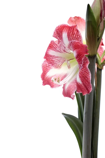 Amaryllis Flowers Petals Flora — Stock Photo, Image