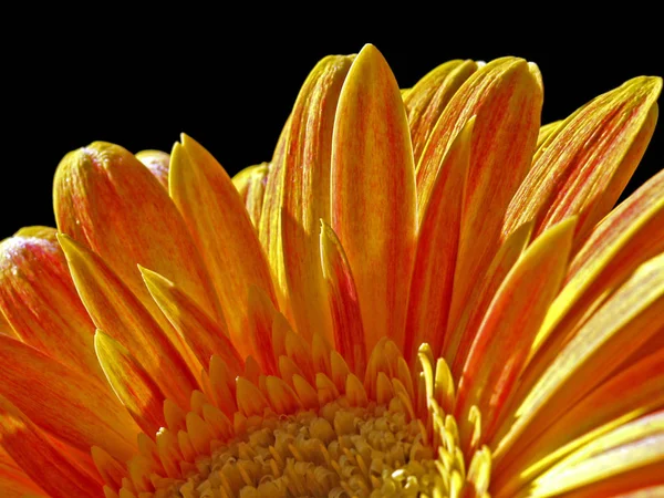 Krásná Gerbera Květina Okvětní Lístky Rostlin — Stock fotografie