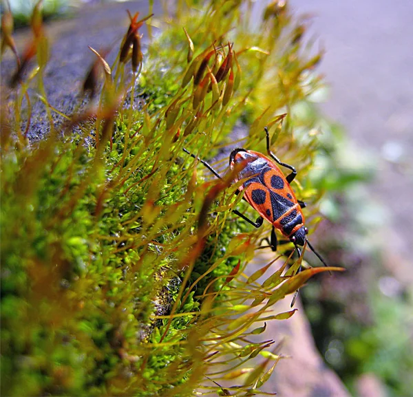 Almanca Feuerwanze English Firebug French Jandarma — Stok fotoğraf