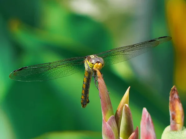 Close Macro View Van Libelle Insect — Stockfoto