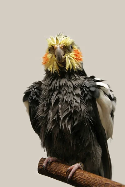 Pták Téma Malebný Záběr — Stock fotografie