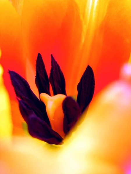 Beautiful Botanical Shot Natural Wallpaper — Stock Photo, Image