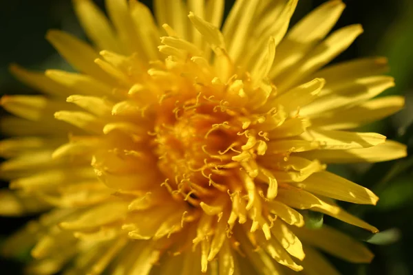 Närbild Bild Naturliga Maskros Blomma — Stockfoto