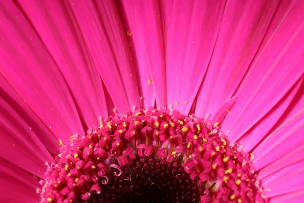 美しい花や花のコンセプト自然背景 — ストック写真