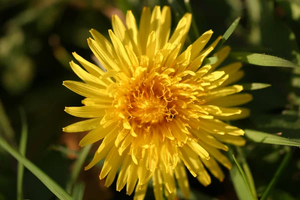 大自然のタンポポの花を間近で見られる — ストック写真