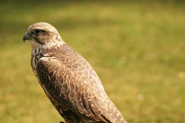 Vue Panoramique Bel Oiseau Nature — Photo