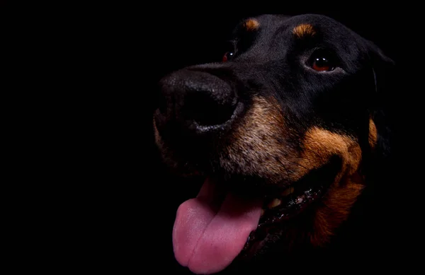 Retrato Lindo Perro — Foto de Stock