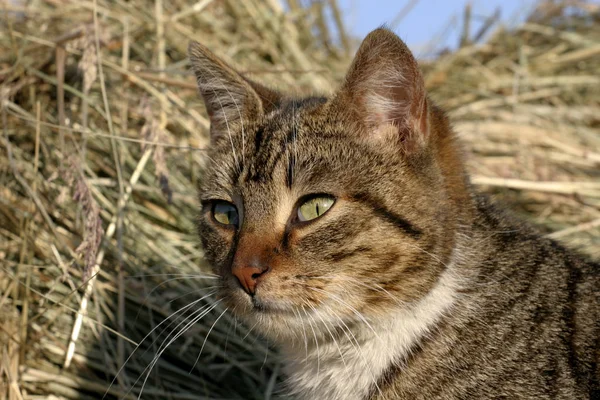 Polonya Çiftliğinde Bir Kedi — Stok fotoğraf