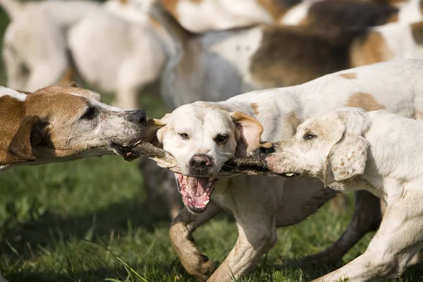 Due Cani Che Giocano Con Cane — Foto Stock