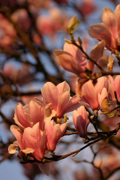 Magnolia Flowers Bloom Spring Flora Petals — Stock Photo, Image