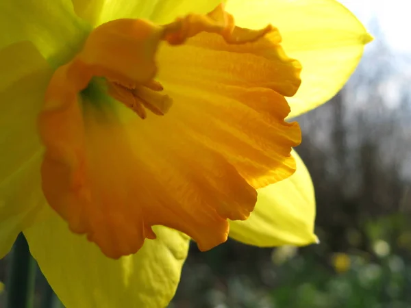 Schöne Sommerwiese Blumen Flora Und Laub — Stockfoto