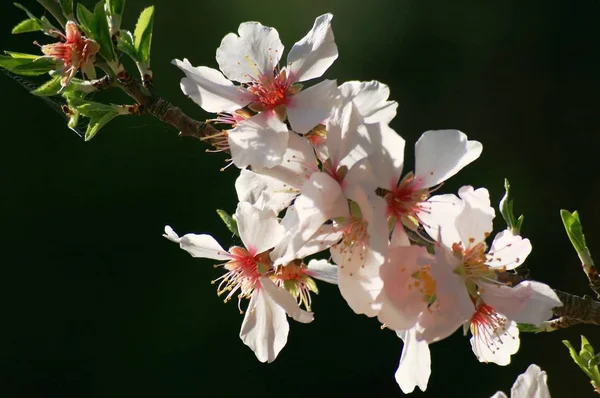 Vår Blommor Blomma Träd Grenar Vår Blommande Blommor — Stockfoto