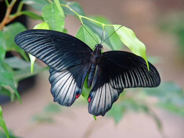 Nahaufnahme Von Schönen Bunten Schmetterling — Stockfoto