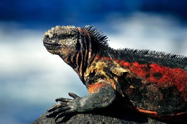 Lucertola Iguana Predatore Animale — Foto Stock