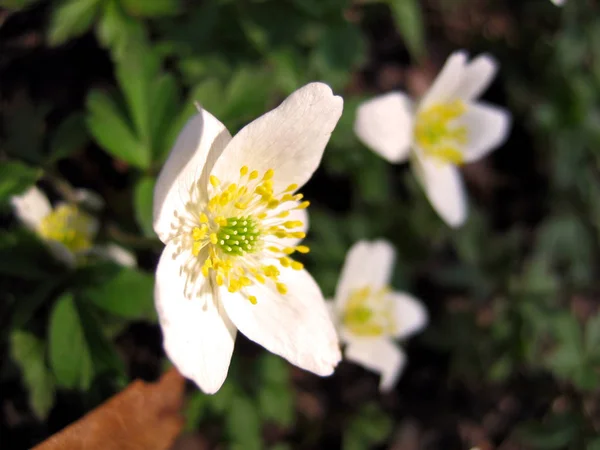 Schöne Botanische Aufnahme Natürliche Tapete — Stockfoto