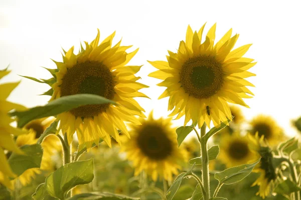 Tournesol Vue Rapprochée — Photo