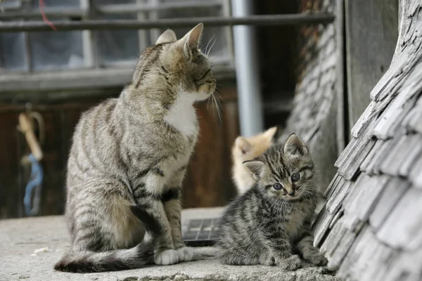 Madre Gato Con Gatitos —  Fotos de Stock