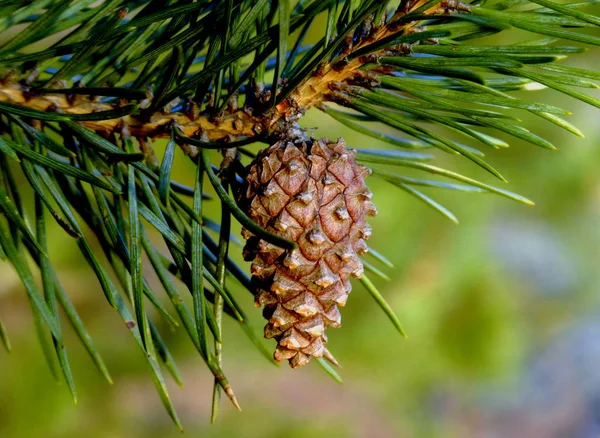 Cones Pinho Árvore Coníferas — Fotografia de Stock