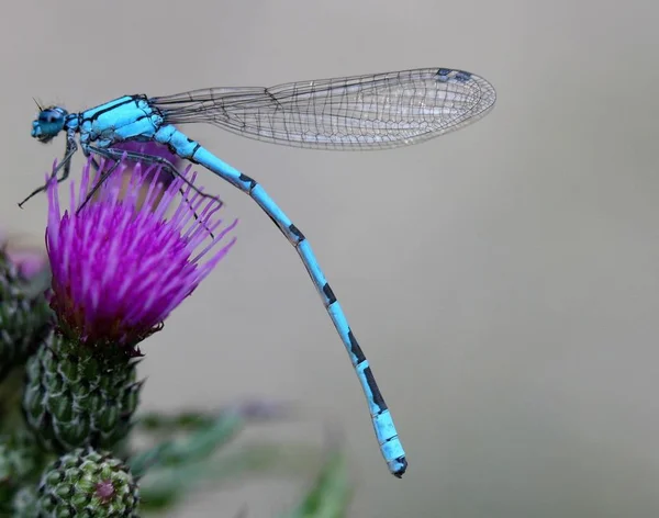 Zoek Naar Een Geschikte Plek Eieren Slaan Dit Kopje Azurjungfern — Stockfoto