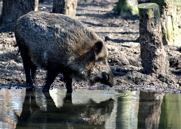 Niedźwiedź Grizzly Wodzie — Zdjęcie stockowe