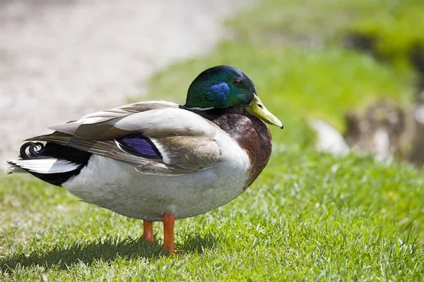 Schilderachtig Uitzicht Van Schattige Wilde Eend Natuur — Stockfoto