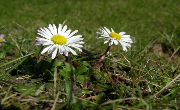 Çiçek Açmış Papatya Resmi — Stok fotoğraf