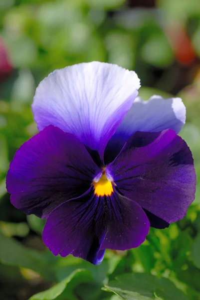 Schöne Blumen Blumiges Konzept Hintergrund — Stockfoto