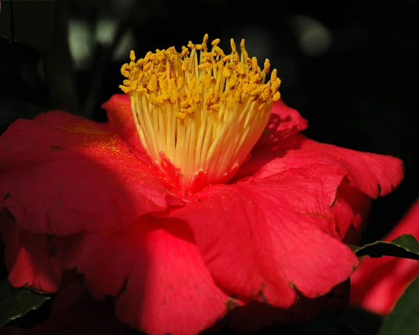 Belles Fleurs Dans Jardin — Photo