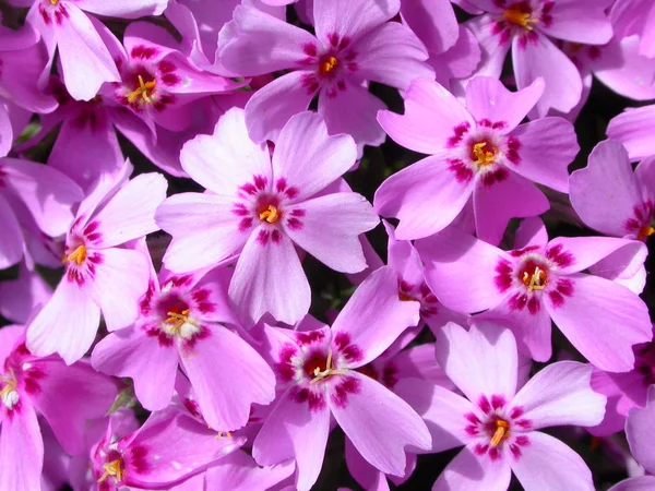 Bloemen Plantkunde Bloemen Bloemblaadjes — Stockfoto