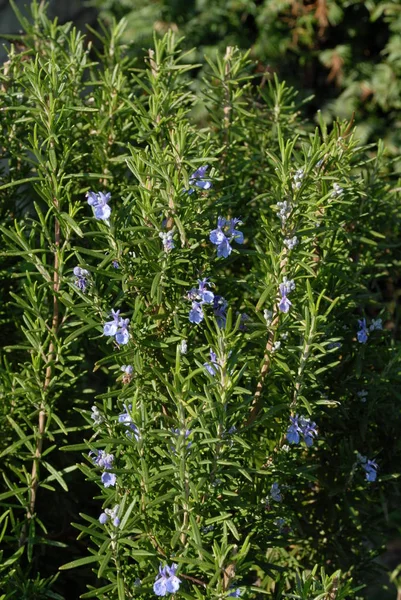 Yeşil Biberiye Bitkisi Bitkisi Flora — Stok fotoğraf