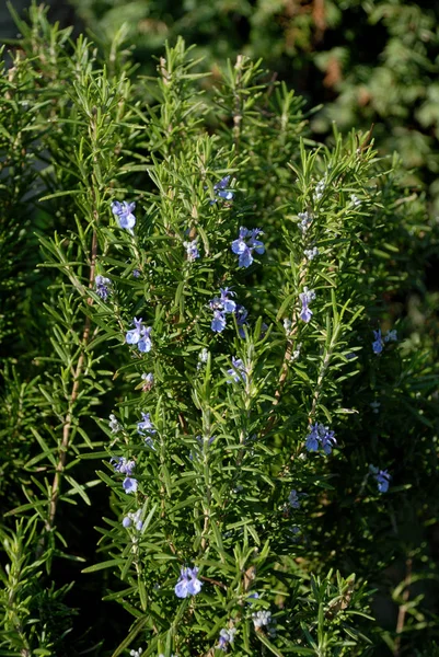 Rosmarino Verde Flora Vegetale Vegetale — Foto Stock