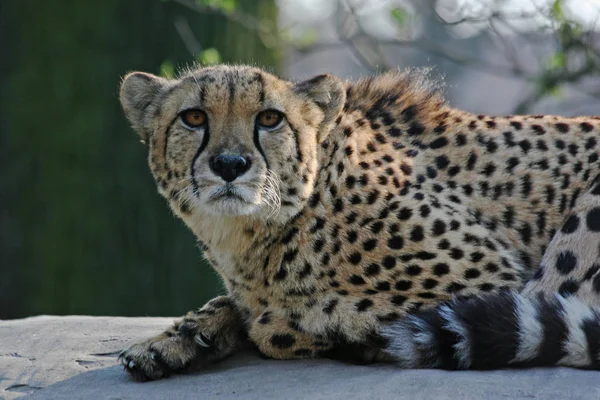 Depredador Felino Guepardo Salvaje Animal Mamífero — Foto de Stock